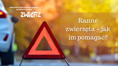 Ranne zwierzęta – jak im pomagać?
